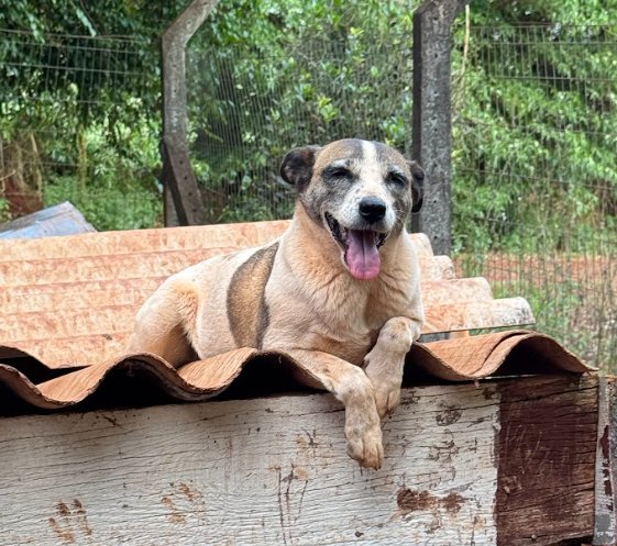 Cachorro para adoção