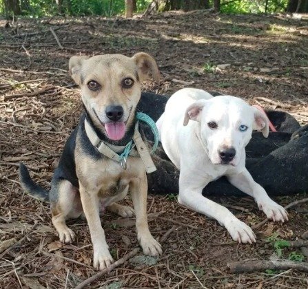 Cachorro para adoção