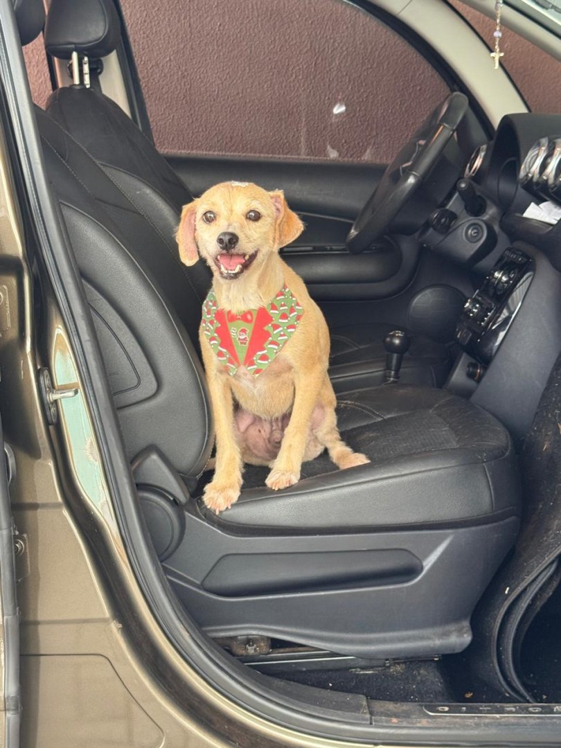Cachorro para adoção