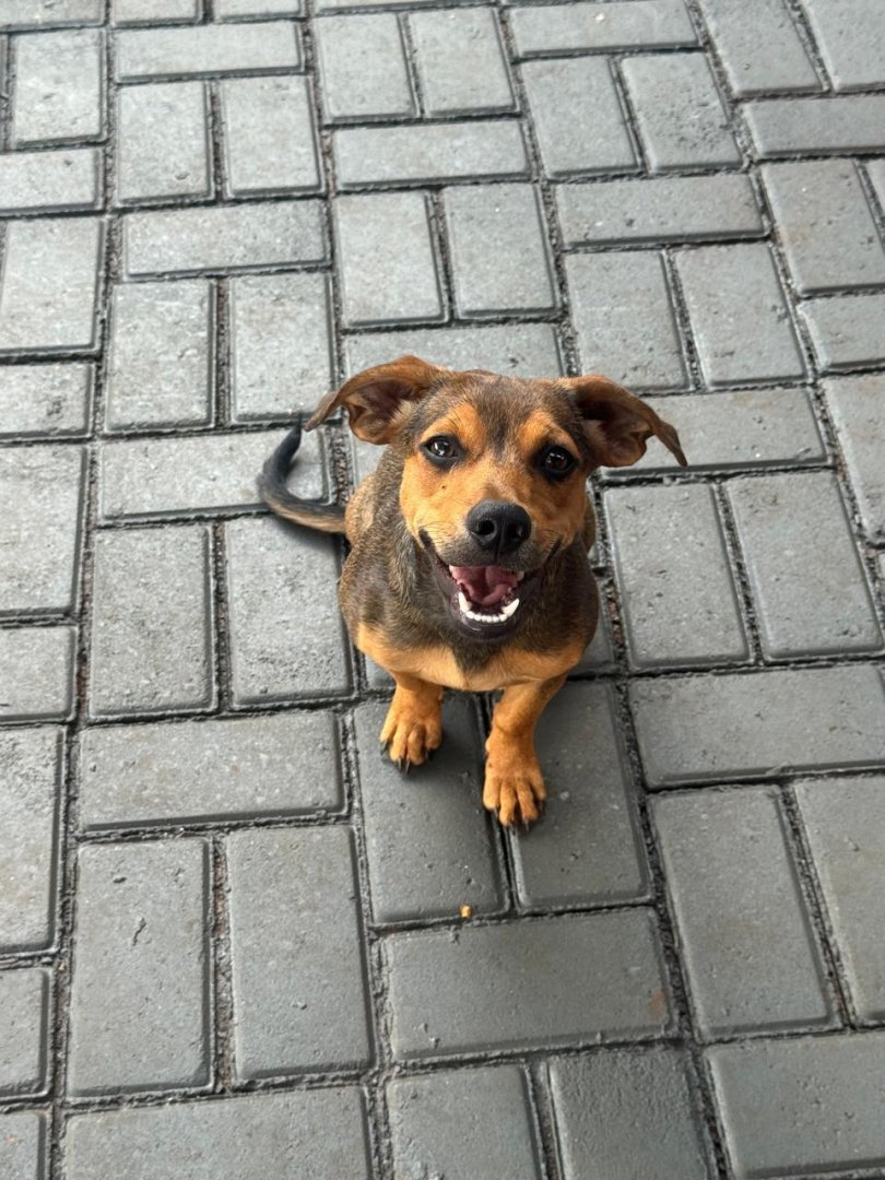 Cachorro para adoção