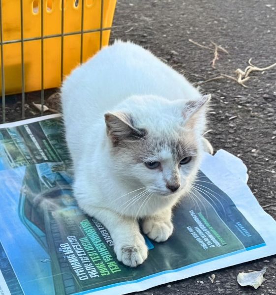 Gato para adoção