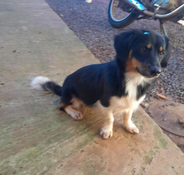 Cachorro para adoção