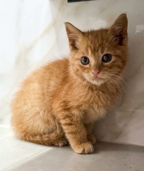 Gato para adoção