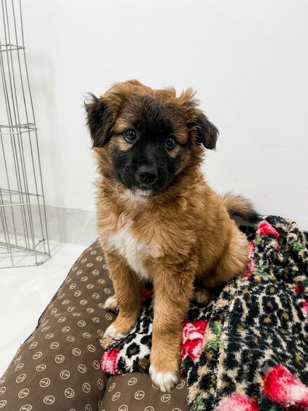 Cachorro para adoção