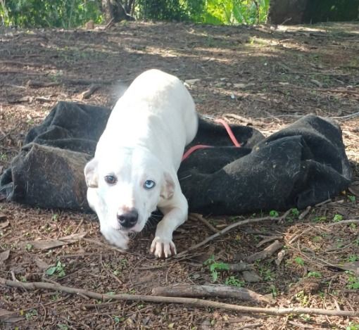 Cachorro para adoção