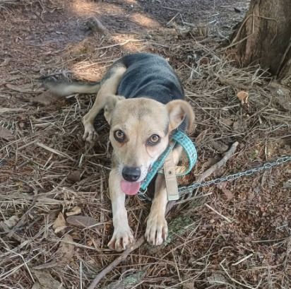 Cachorro para adoção