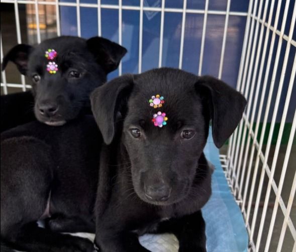Cachorro para adoção