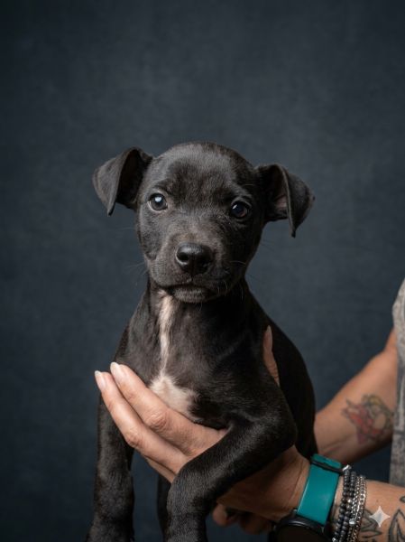 Cachorro para adoção