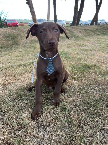 Cachorro para adoção