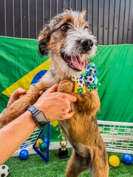 Cachorro para adoção