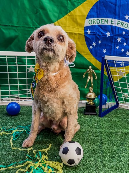 Cachorro para adoção