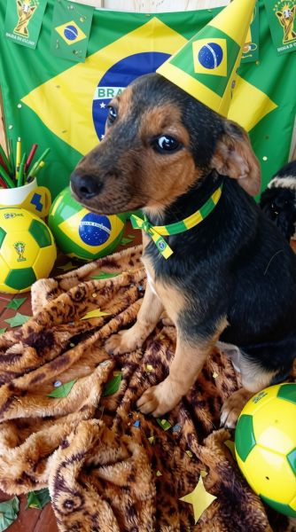 Cachorro para adoção
