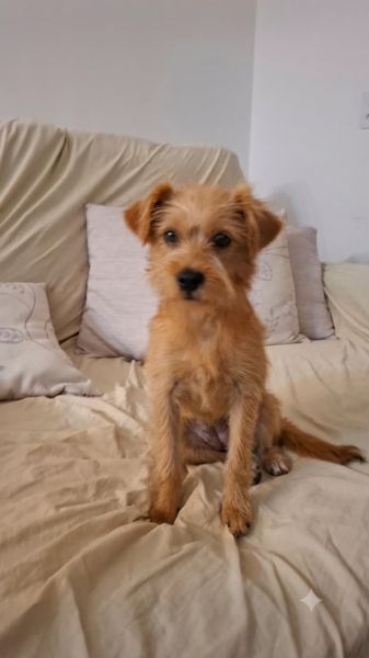 Cachorro para adoção