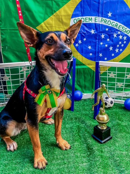 Cachorro para adoção