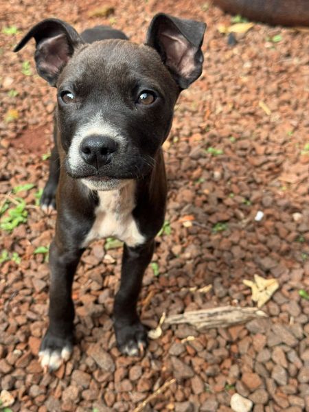 Cachorro para adoção