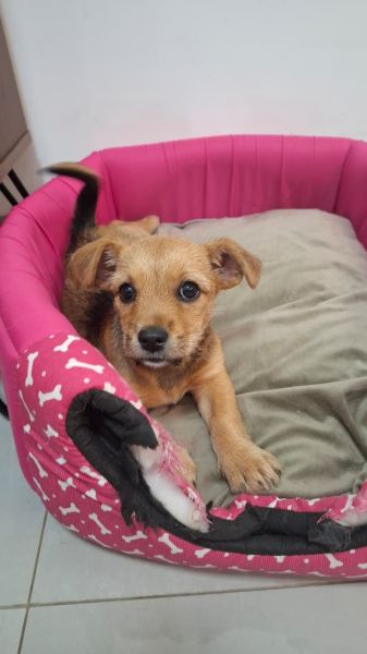 Cachorro para adoção