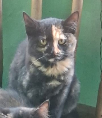 Gato para adoção
