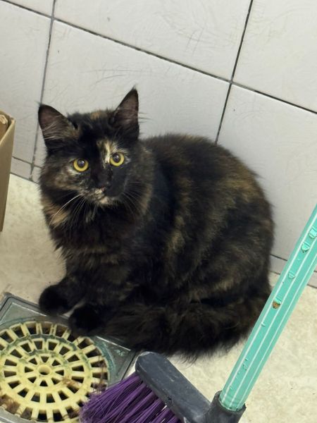 Gato para adoção