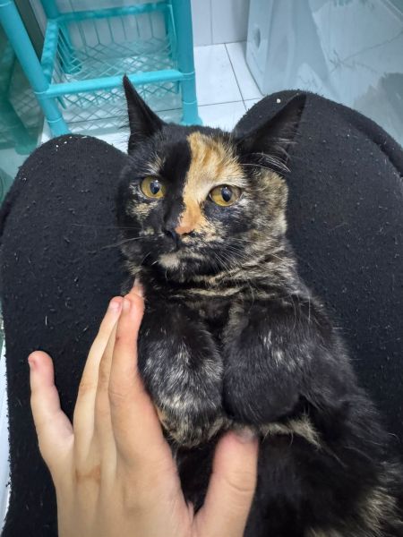 Gato para adoção