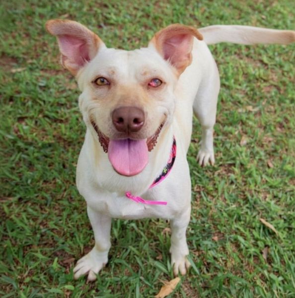 Cachorro para adoção
