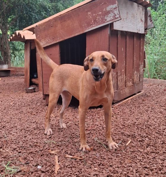 Cachorro para adoção