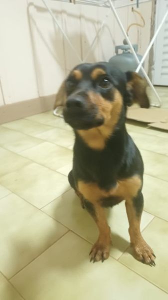 Cachorro para adoção