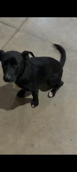 Cachorro para adoção