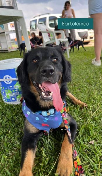 Cachorro para adoção