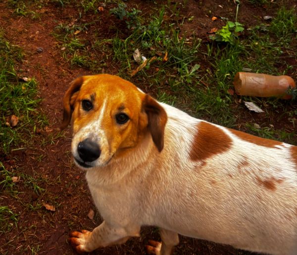 Cachorro para adoção