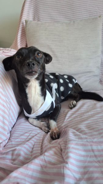 Cachorro para adoção