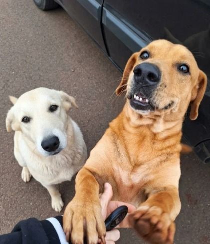 Cachorro para adoção