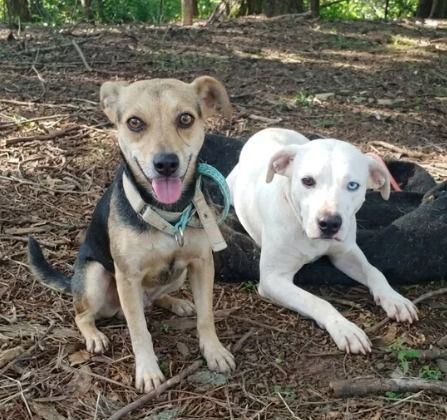 Cachorro para adoção
