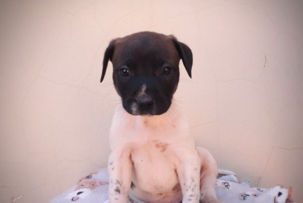 Cachorro para adoção