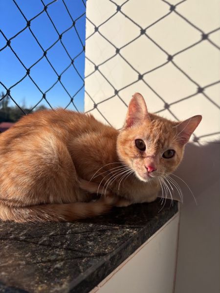 Gato para adoção