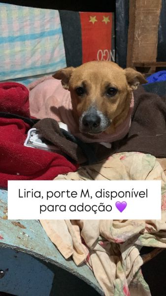 Cachorro para adoção