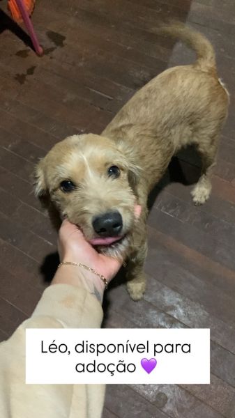 Cachorro para adoção