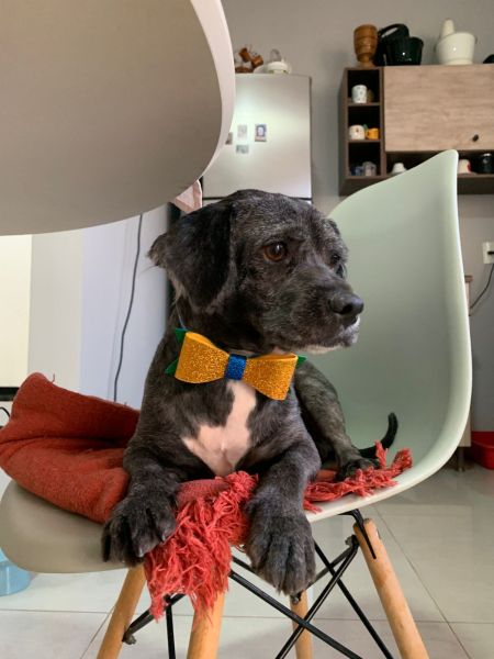 Cachorro para adoção