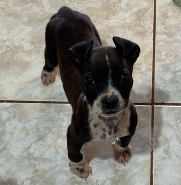 Cachorro para adoção