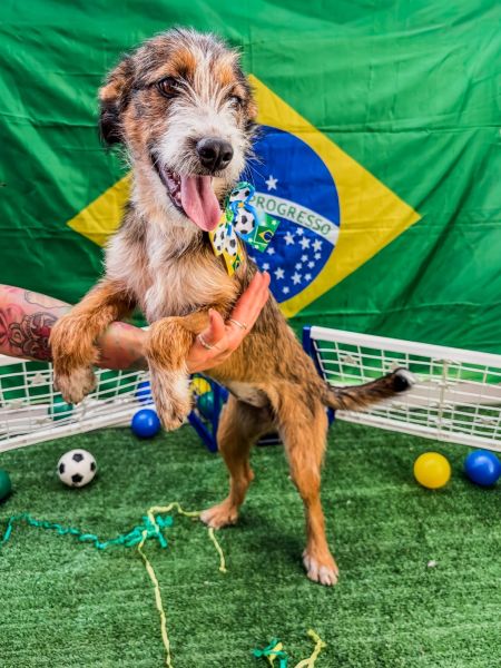 Cachorro para adoção