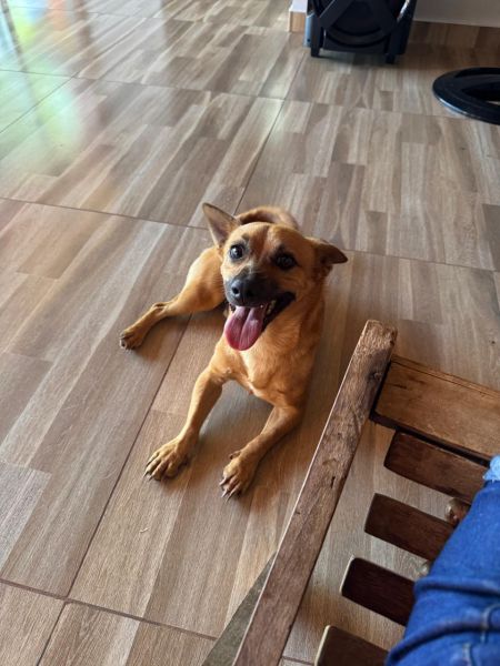Cachorro para adoção