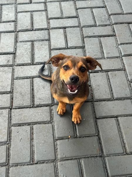 Cachorro para adoção