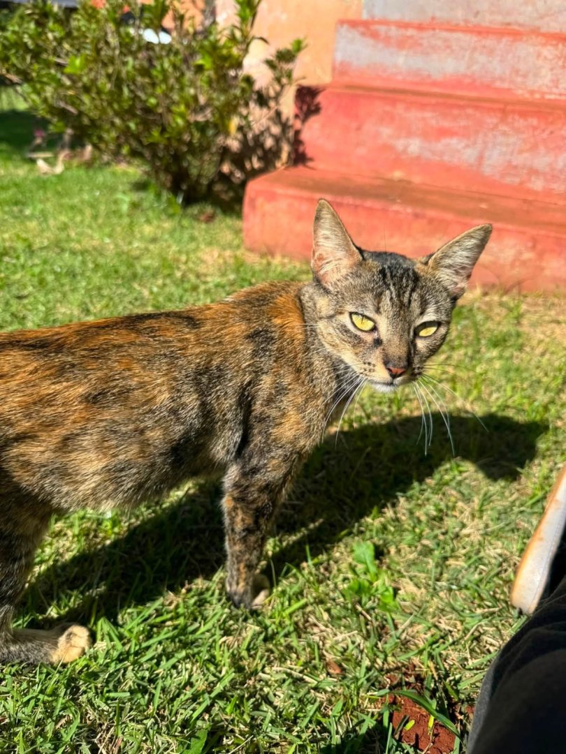 Gato para adoção