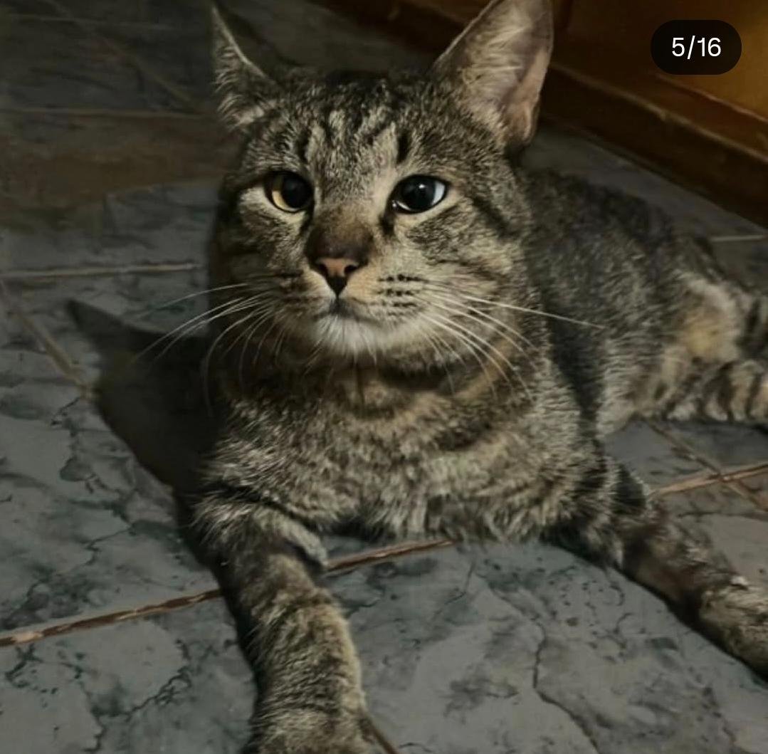 Gato para adoção