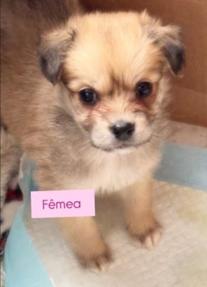Cachorro para adoção