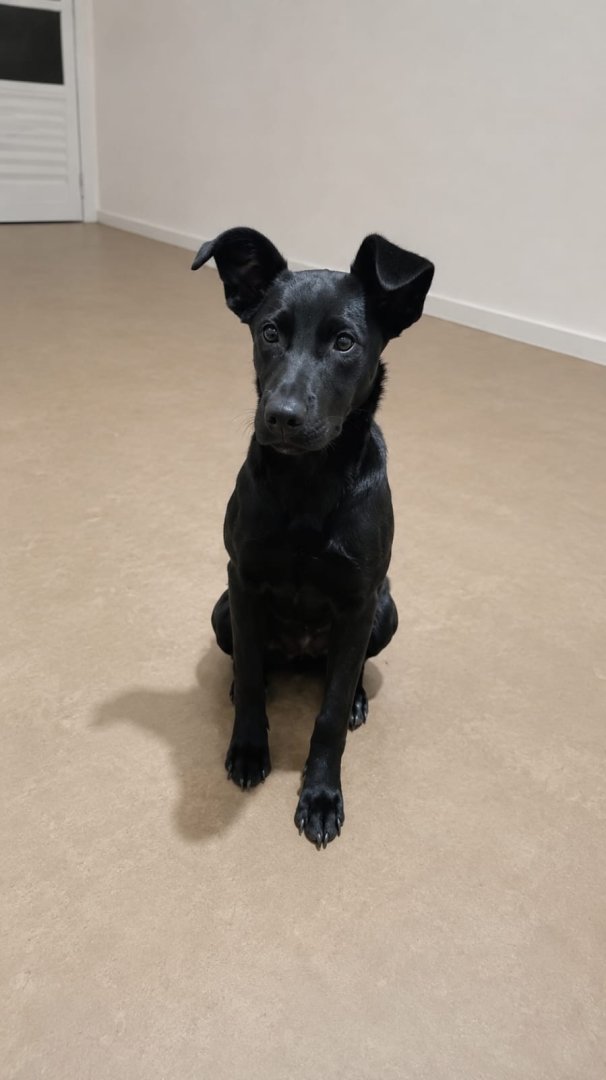 Cachorro para adoção