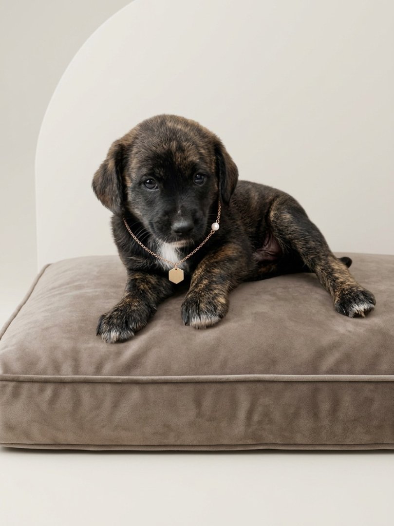 Cachorro para adoção