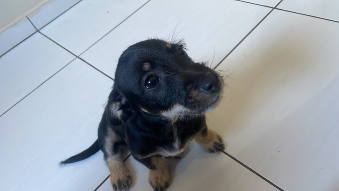 Cachorro para adoção