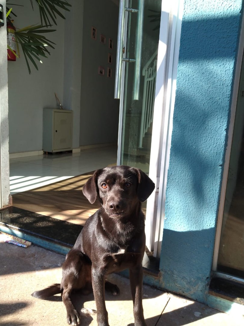 Cachorro para adoção