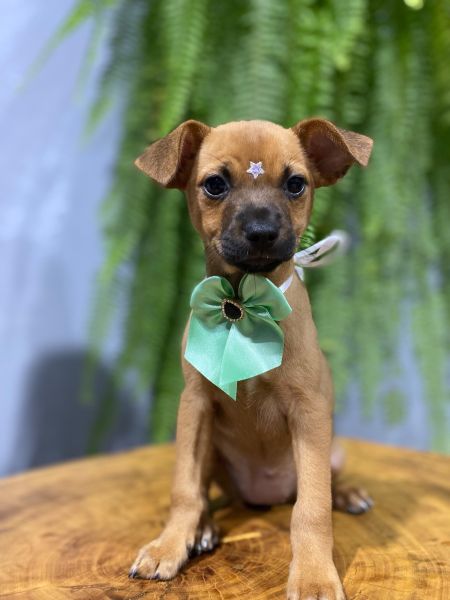 Cachorro para adoção