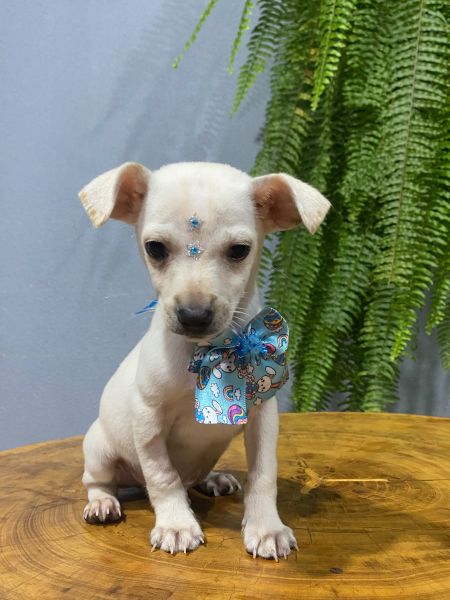 Cachorro para adoção